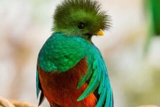 Aves extraordinarias de México