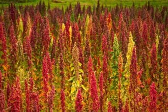 La quinoa del Ecuador llegó a México