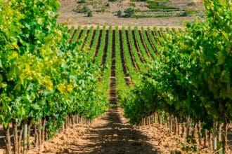 Ribera del Duero: 40 años con particularidades únicas