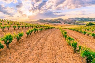 D.O Ribera del Duero: nuevos retos para la región vinícola
