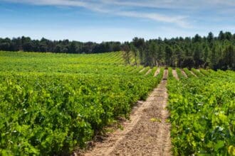 Ribera del Duero: 5 vinos que te emocionarán