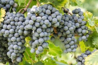 Conoce Riunite Lambrusco, de los vinos italianos más influyentes