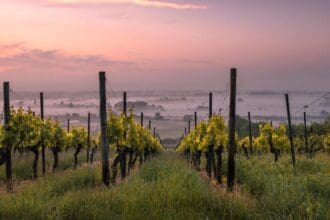 Conoce la nueva Ruta del Vino Aguascalientes