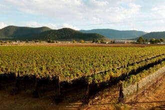 Conoce la nueva ruta del vino en Saltillo