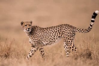 Safari en Kenia: al encuentro de los Masái