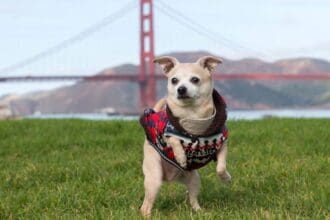Destinos pet friendly en el mundo