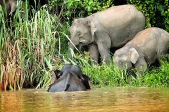 5 viajes en familia inolvidables a la selva