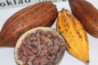 Cacao es México… y para el mundo Chocolate