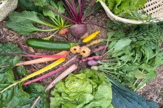 Aprende agricultura urbana con Sitopia