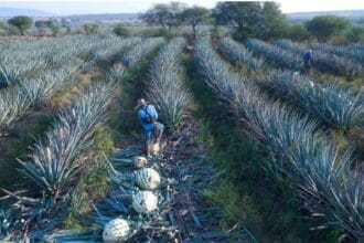 Tips para elegir un buen tequila