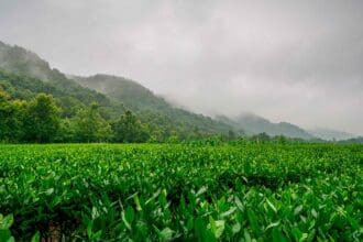 Longjing… Entre los grandes tés verdes de China