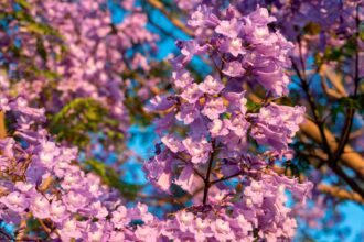 Vive la temporada de jacarandas al estilo The St. Regis