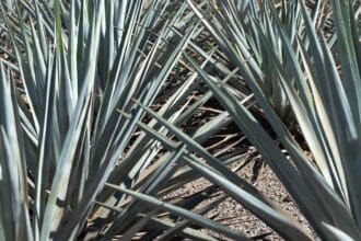 Tequila Herradura: un recorrido para conocer su origen