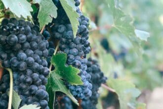 Terrazas Grand Malbec: la nueva etiqueta de Terrazas de los Andes