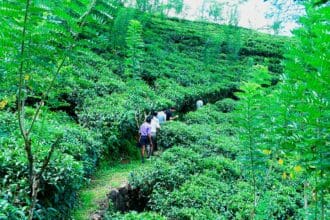 Disfruta del té de Sri Lanka en México