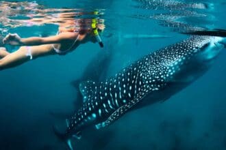 Tiburón ballena en México, regalo de la naturaleza