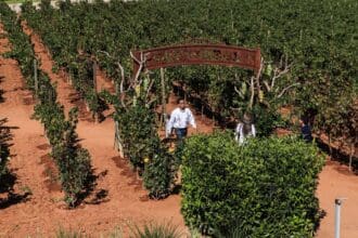 Tierra Adentro celebra su festival de las vendimias