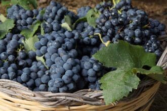 4 etiquetas de Tierras de Uva que tienes que conocer