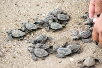 Visita Puerto Vallarta y ayuda a las tortugas marinas