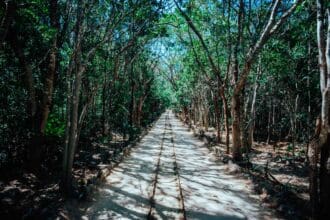 Tren Maya promete proteger medio ambiente