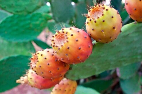 Tuna, la única fruta presente en la bandera de México