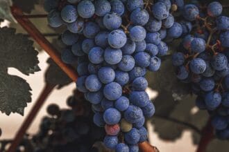 Malbec: la uva más argentina ya tiene su propio libro