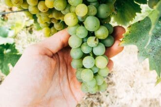 Austria: 4 uvas vinícolas que debes probar