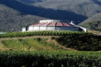 ¿Qué vinos tomará el Papa?