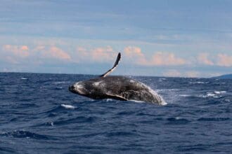 Varamiento de ballenas: todo lo que debes saber sobre este fenómeno