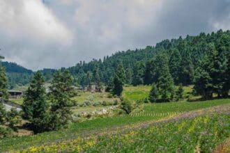 Veracruz ve afectadas 53 hectáreas de sus áreas forestales