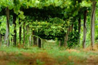 Viñas Familia Gil: vino español con compromiso local y ambiental