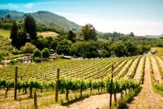 Viñedos cerca de la CDMX para una escapada de fin de semana