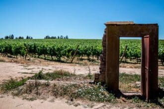 Conoce los vinos orgánicos de Chile que Viñedos Veramonte tiene para ti