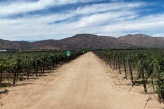 Vinícola El Cielo festejó en grande su 10 aniversario   