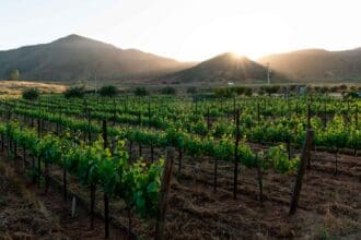 8 vinícolas de Baja California para disfrutar en las fiestas de la vendimia