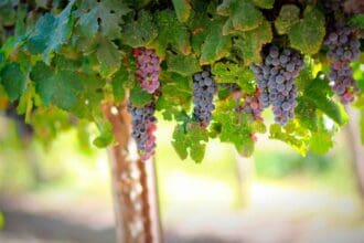 Celebra el Día del vino chileno con Casillero del Diablo