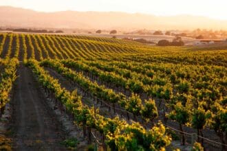 Vinos de Estados Unidos: California, Oregon y Washington en CDMX