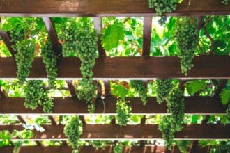 Conoce los vinos sudamericanos y la evolución de sus vides