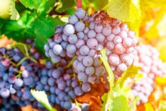 Tres vinos de bodega Palacios Remondo que debes probar
