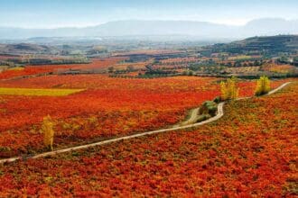 ¿Por qué preferir los vinos de Marqués de Murrieta?