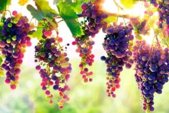 Vino mexicano llega al top 10 del Concours Mondial de Bruxelles