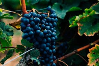 Vinos de California: opción sostenible, orgánica y amigable con el ambiente