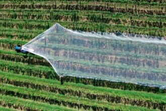 ¿Qué sabes de los vinos de Oceanía?