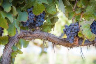 5 vinos mexicanos que debes probar