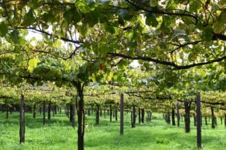 Todo lo que debes saber del vino verde