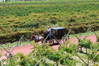 VINUM Guanajuato 2020: maridaje entre vino y tecnología