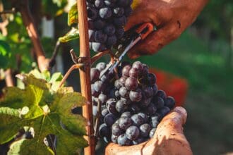 Viticultura extrema: el secreto de Querétaro para producir vino