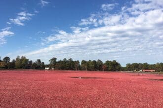 Explorando los campos de arándanos de Ocean Spray