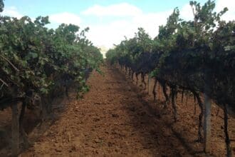 Zacatecas: la tierra ya dio sus frutos