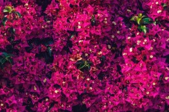 Los más hermosos árboles en México